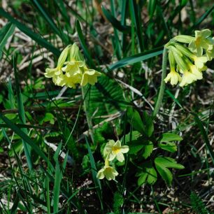 Typicé jarní květiny ...