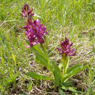 Prstnatec bezový - červený