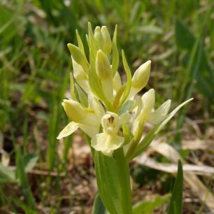 Prstnatec bezový - žlutý