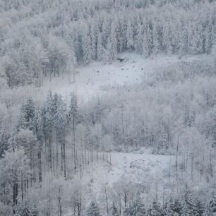 Řídký porost místních hor