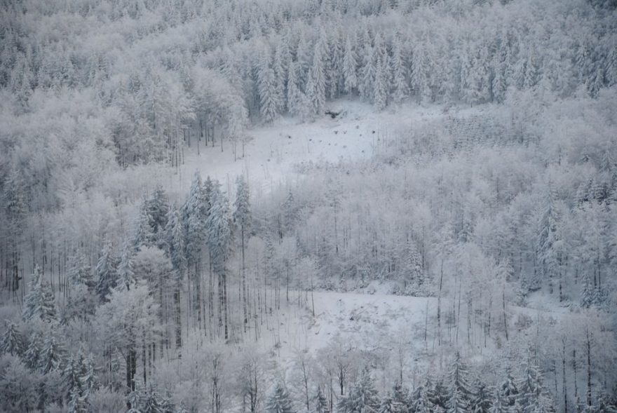 Řídký porost místních hor