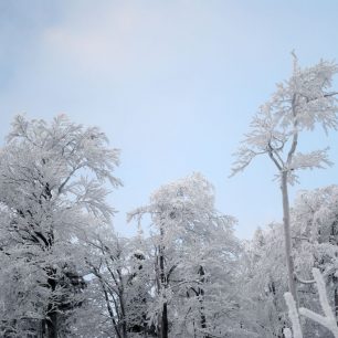 Typický pohled vzhůru...