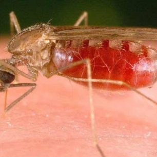 Nepřítel všech cestovatelů nejen v pralesních oblastech