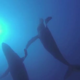 Dva tři čtyři pět kousků!