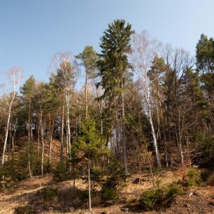 Moje lesy jsou krásné!