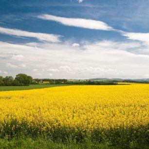 Žlutá nádhera po Čechách