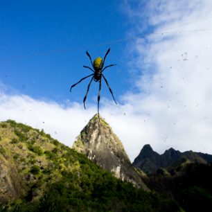 pavouk Nephila pilipes 