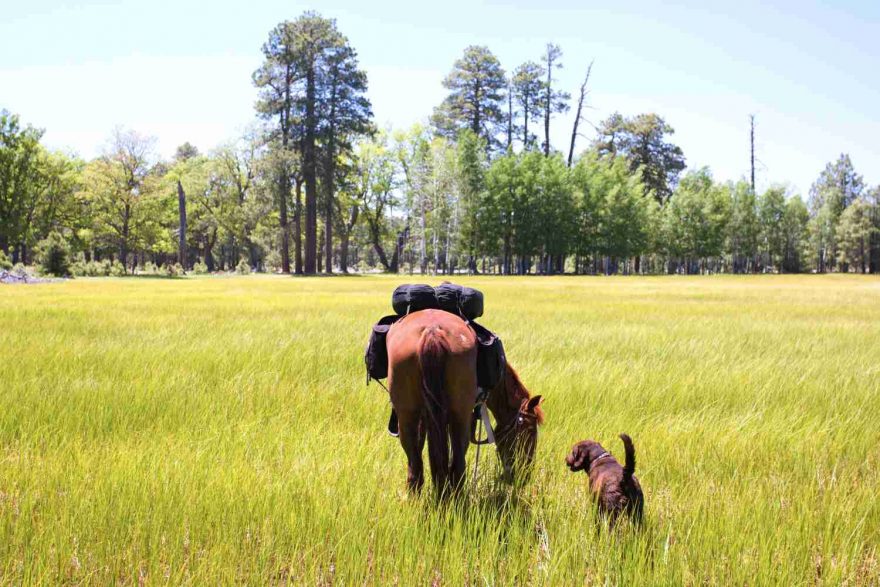 Přidala se k nám i fenka
