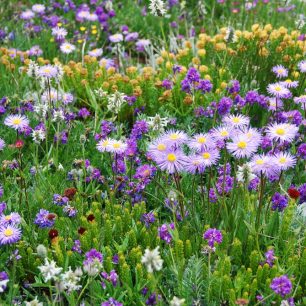 Květiny, Pákistán