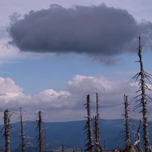 Mrtvý les u Sušiny