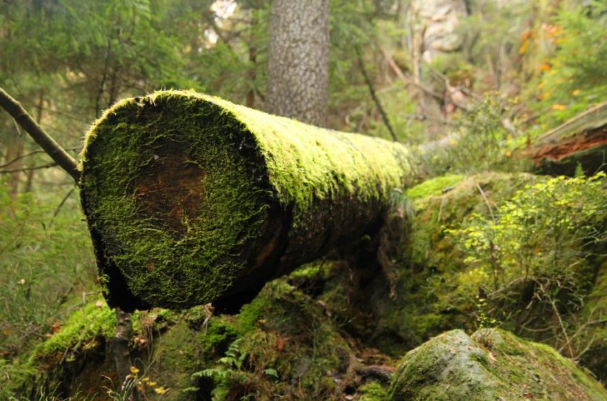 Sasko-švýcarské lesy