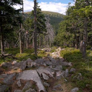 Vrchol Králického Sněžníku od Sušiny