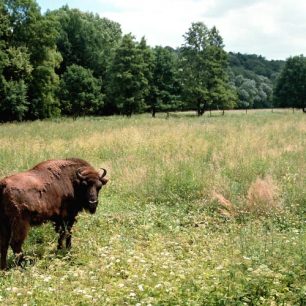Obora s bizony u Nových Mlýnů