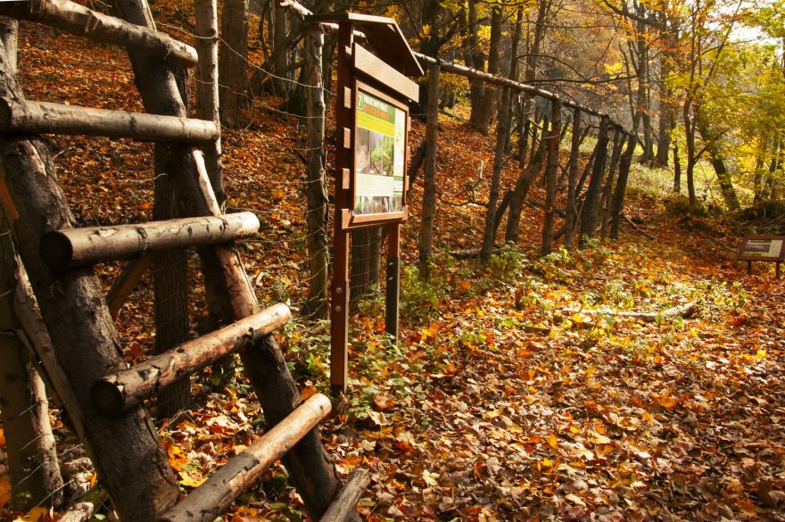 Les je víc než jen smrk