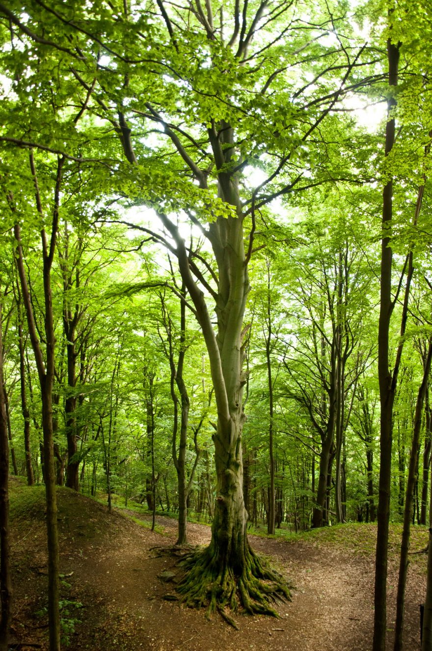 Smrková monokultura je skladem dřeva, les má být rozmanitý