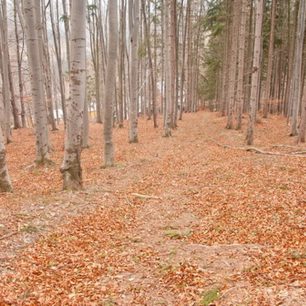 Výjimečně světlý les