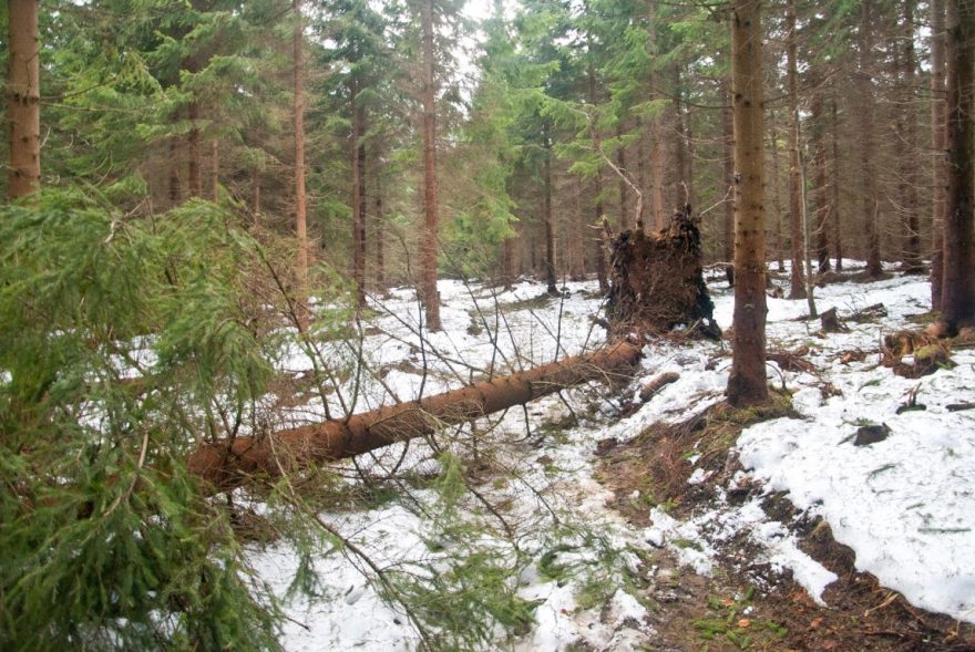 Lesní cesta není extra