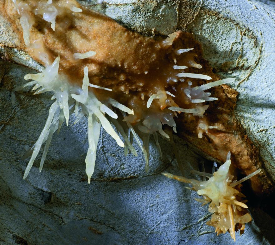 Zajímavé útvary na stěnách Javoříčské jeskyně