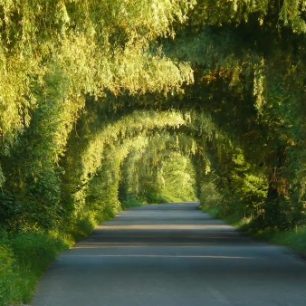 Aleje kolem jistebnických rybníků