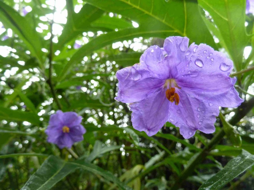 Místní vegetace je bohatá