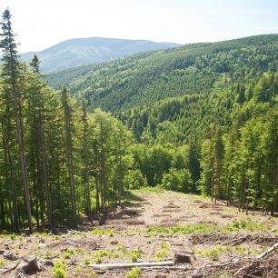 Otevřená mýtina nad údolím