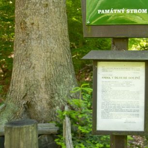 Fořtův smrk - 44m vysoký!