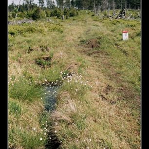 Rašeliniště u Smrku