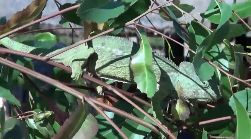 Najděte skrytého obyvatele!