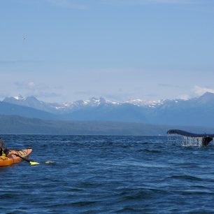 Aljaška z mořského kajaku