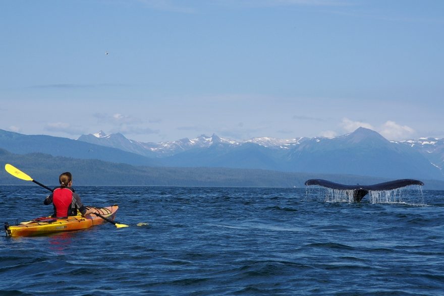 Aljaška z mořského kajaku