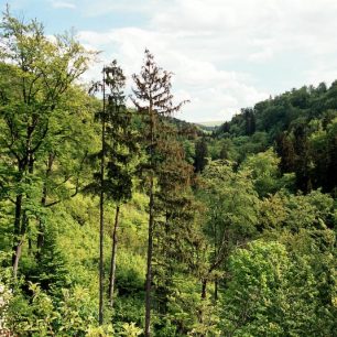 Údolí potoka Špraněk z vyhlídky na vrcholu Zkamenělého zámku