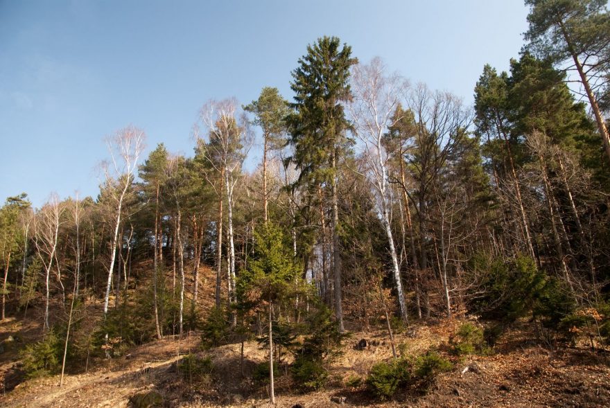 Lesní zátiší u Přivýšiny