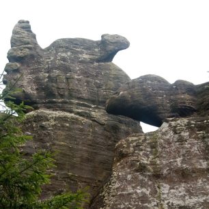 Jaké zvíře kouká do kraje?