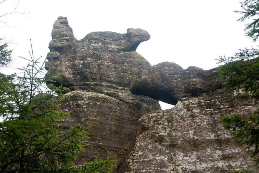 Jaké zvíře kouká do kraje?