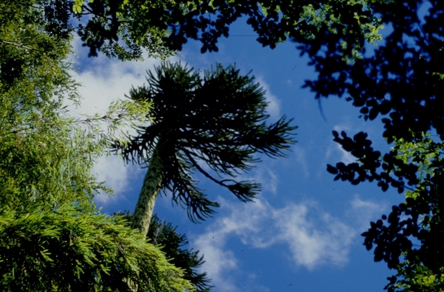 Trek Národním parkem Villarica