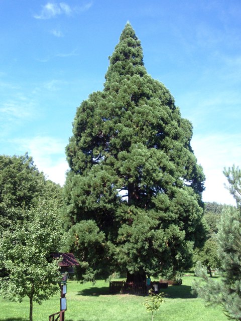 Chabaně - sekvojovec obrovský