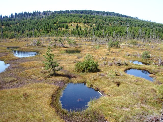 Rašeliniště Na Čihadle