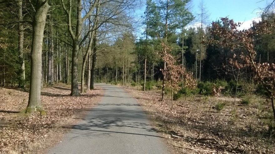 Krásné jarní lesy