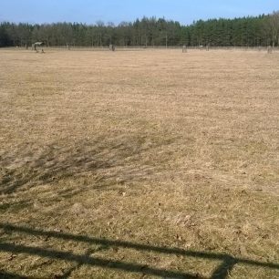 Uvidíte bílého daňka?