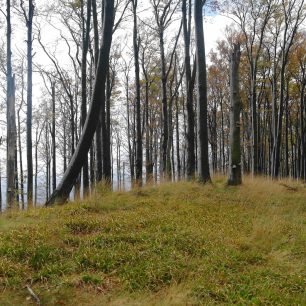 Listnaté lesy dávají Beskydám zajímavý ráz