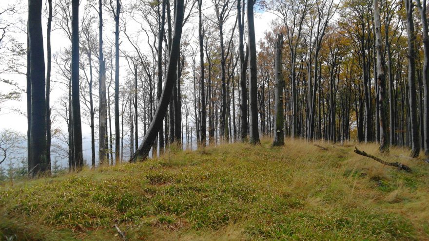 Listnaté lesy dávají Beskydám zajímavý ráz