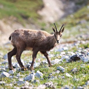 Vzácný druh alpského kamzíka / © swiss-image.ch/Nico Schaerer