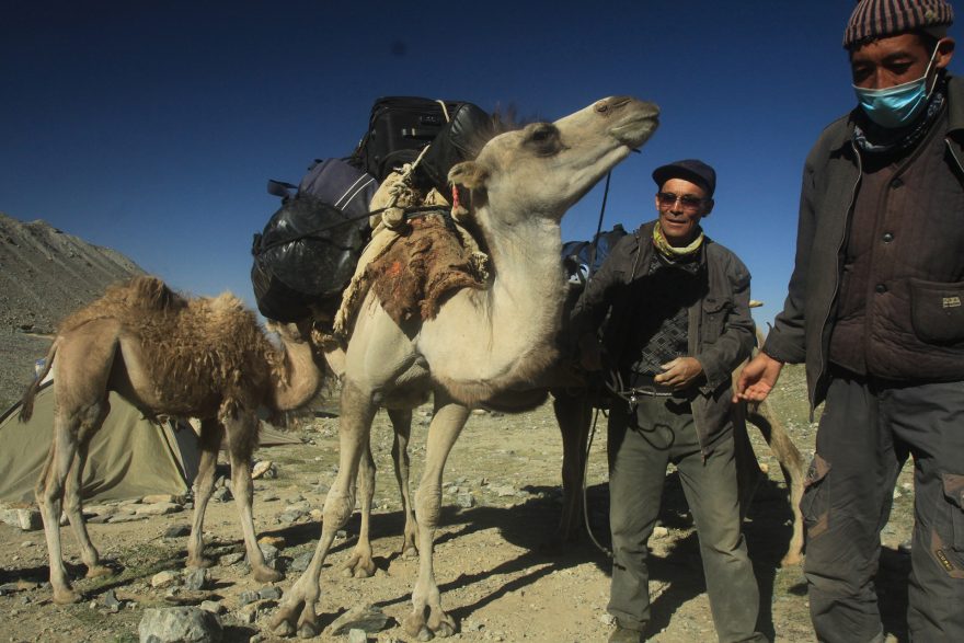 I ve výšce 4500m umí být velbloudi neocenitelnými nosiči výstroje