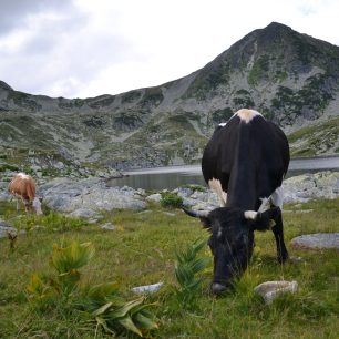 Krávy se tu dostanou i do těch nejvýše položených míst. Retezat, Rumunsko