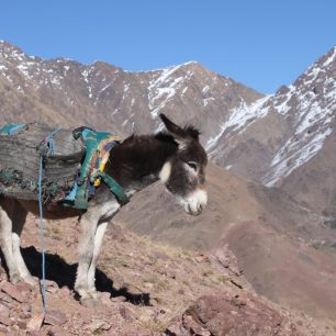 S nošením nákladů pomáhají ve vysokohorském terénu muly. Jebel Toubkal, Maroko