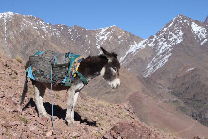 S nošením nákladů pomáhají ve vysokohorském terénu muly. Jebel Toubkal, Maroko