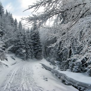 Pohádkově omrzlé stromy v Beskydech