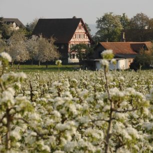 Krajina oblasti Thurgau, kterou stezka také vede