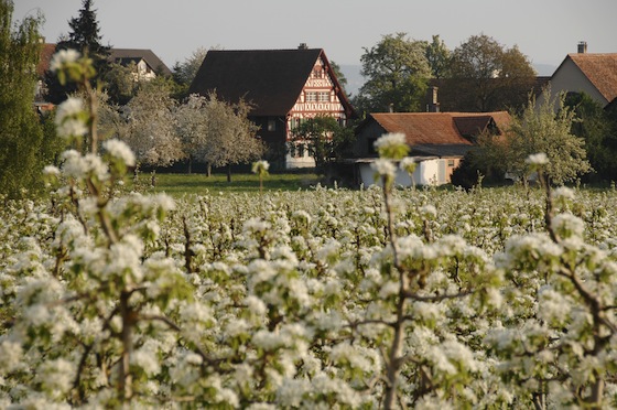 Krajina oblasti Thurgau, kterou stezka také vede