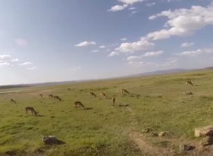 Zimní safari je zelenější